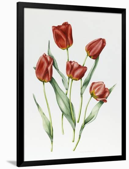 Red Darwin Tulips-Sally Crosthwaite-Framed Premium Giclee Print