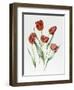 Red Darwin Tulips-Sally Crosthwaite-Framed Giclee Print