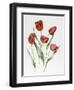 Red Darwin Tulips-Sally Crosthwaite-Framed Giclee Print