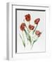 Red Darwin Tulips-Sally Crosthwaite-Framed Giclee Print