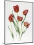 Red Darwin Tulips-Sally Crosthwaite-Mounted Giclee Print