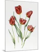 Red Darwin Tulips-Sally Crosthwaite-Mounted Giclee Print