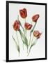 Red Darwin Tulips-Sally Crosthwaite-Framed Giclee Print