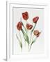 Red Darwin Tulips-Sally Crosthwaite-Framed Giclee Print