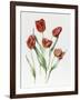 Red Darwin Tulips-Sally Crosthwaite-Framed Giclee Print