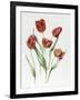 Red Darwin Tulips-Sally Crosthwaite-Framed Giclee Print