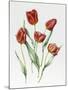 Red Darwin Tulips-Sally Crosthwaite-Mounted Giclee Print