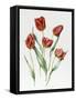 Red Darwin Tulips-Sally Crosthwaite-Framed Stretched Canvas