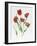 Red Darwin Tulips-Sally Crosthwaite-Framed Giclee Print