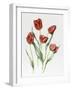 Red Darwin Tulips-Sally Crosthwaite-Framed Giclee Print