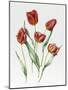 Red Darwin Tulips-Sally Crosthwaite-Mounted Giclee Print