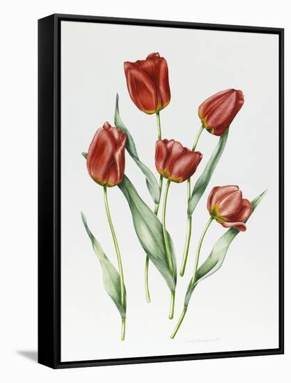 Red Darwin Tulips-Sally Crosthwaite-Framed Stretched Canvas