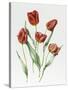 Red Darwin Tulips-Sally Crosthwaite-Stretched Canvas