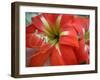 Red Day Lilly-Herb Dickinson-Framed Premium Photographic Print