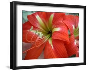 Red Day Lilly-Herb Dickinson-Framed Premium Photographic Print