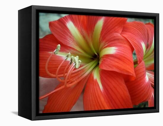 Red Day Lilly-Herb Dickinson-Framed Stretched Canvas