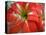 Red Day Lilly-Herb Dickinson-Stretched Canvas