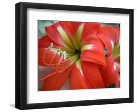 Red Day Lilly-Herb Dickinson-Framed Photographic Print