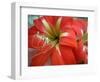 Red Day Lilly-Herb Dickinson-Framed Photographic Print