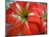 Red Day Lilly-Herb Dickinson-Mounted Photographic Print