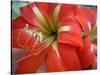 Red Day Lilly-Herb Dickinson-Stretched Canvas
