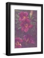Red Day Lily in the Garden with an Artistic Texture Overlay-pdb1-Framed Photographic Print