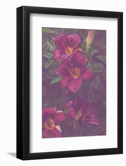 Red Day Lily in the Garden with an Artistic Texture Overlay-pdb1-Framed Photographic Print