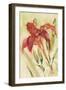 Red Day Lily-Cheri Blum-Framed Art Print