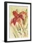 Red Day Lily-Cheri Blum-Framed Art Print