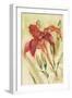 Red Day Lily-Cheri Blum-Framed Art Print