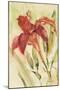 Red Day Lily-Cheri Blum-Mounted Art Print