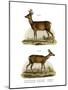 Red-Deer, 1860-null-Mounted Giclee Print