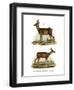 Red-Deer, 1860-null-Framed Premium Giclee Print