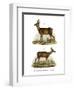 Red-Deer, 1860-null-Framed Premium Giclee Print