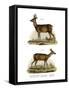 Red-Deer, 1860-null-Framed Stretched Canvas