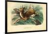 Red Deer, 1863-79-Raimundo Petraroja-Framed Giclee Print