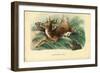 Red Deer, 1863-79-Raimundo Petraroja-Framed Premium Giclee Print