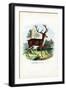 Red Deer, 1863-79-Raimundo Petraroja-Framed Giclee Print