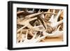 Red Deer Antlers-Imfoto-Framed Photographic Print