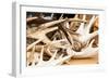 Red Deer Antlers-Imfoto-Framed Photographic Print