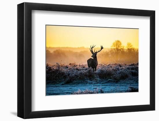 Red Deer At Dusk-null-Framed Art Print