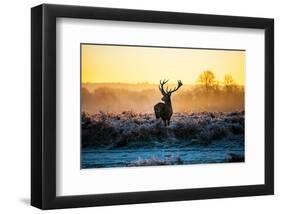 Red Deer At Dusk-null-Framed Art Print