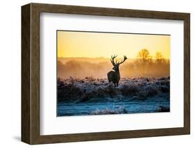 Red Deer At Dusk-null-Framed Art Print