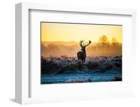 Red Deer At Dusk-null-Framed Art Print