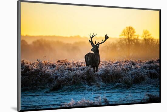 Red Deer At Dusk-null-Mounted Art Print