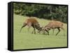 Red Deer Bucks Fighting in Rut Season-null-Framed Stretched Canvas