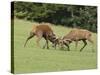 Red Deer Bucks Fighting in Rut Season-null-Stretched Canvas