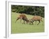 Red Deer Bucks Fighting in Rut Season-null-Framed Photographic Print