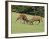 Red Deer Bucks Fighting in Rut Season-null-Framed Photographic Print