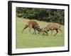 Red Deer Bucks Fighting in Rut Season-null-Framed Photographic Print